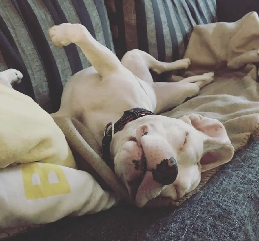An American Pit Bull Terrier sleeping on the couch