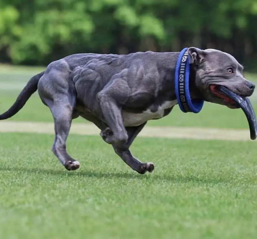 A American Pit Bull Terrier playing frisbee at the park