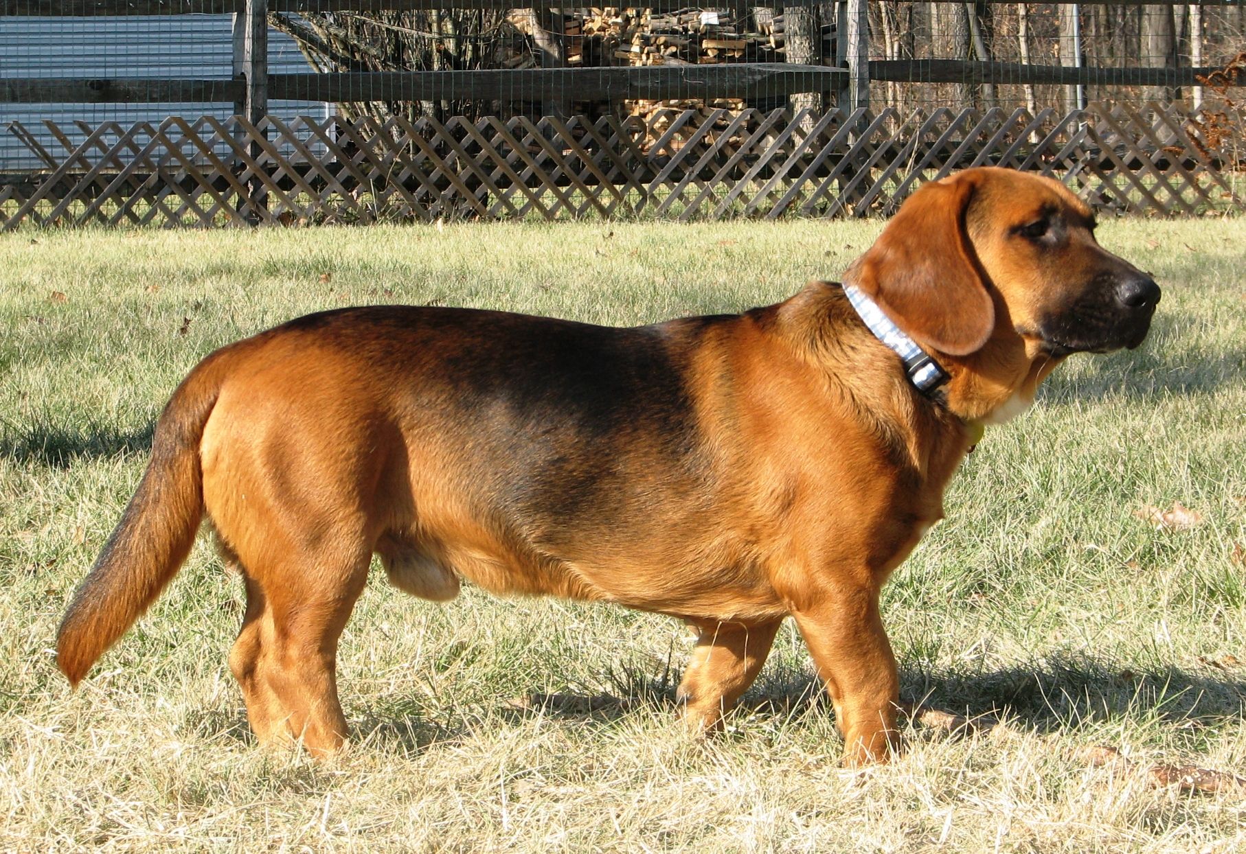 Basset Bloodhound mix walking in the yard