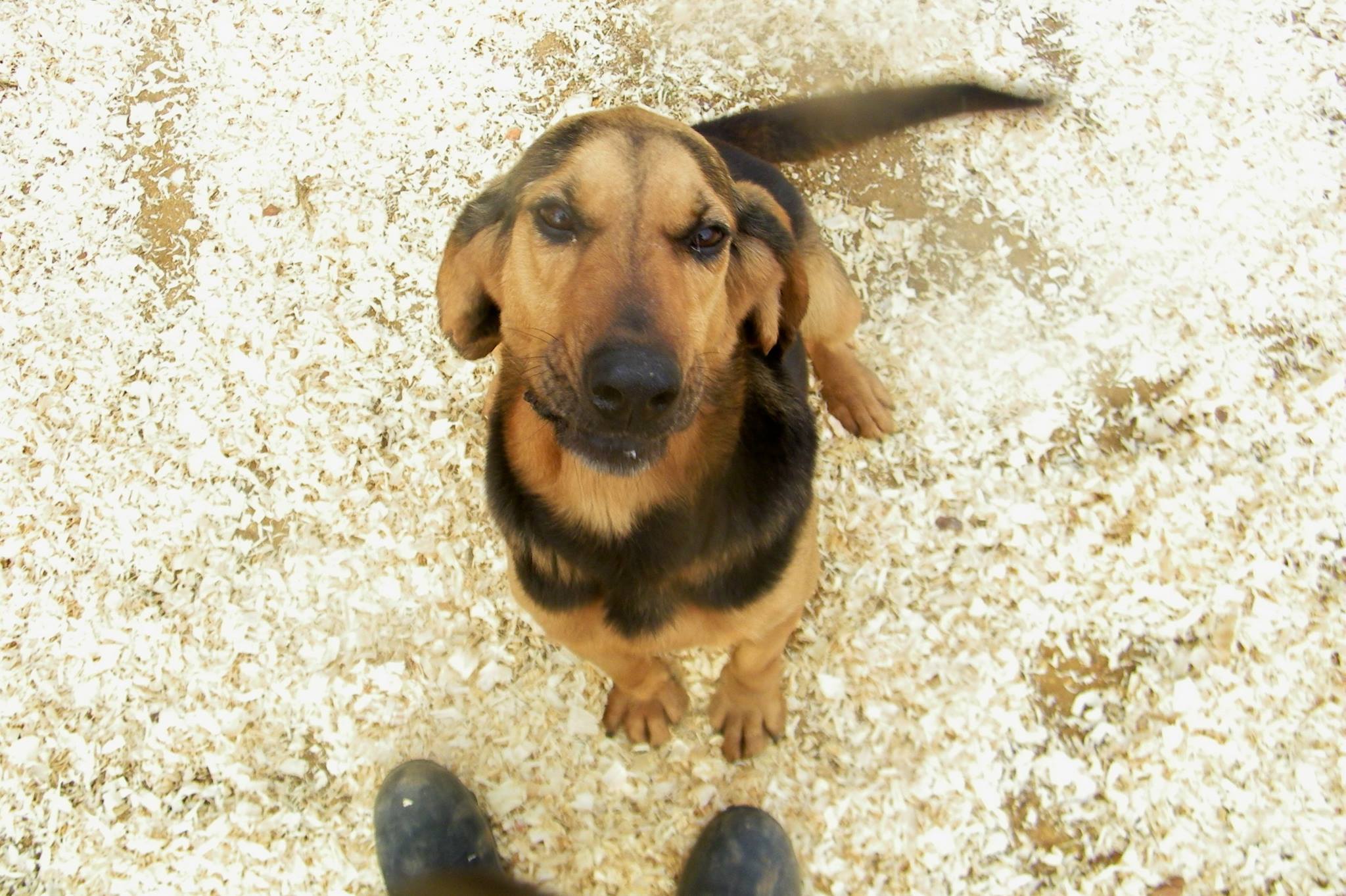 Basset Bloodhound mix on the ground in front of a man