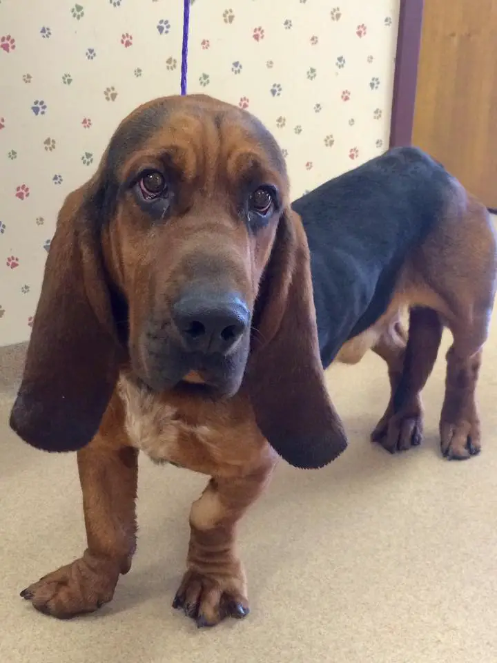 Basset Bloodhound mix standing on the floor with its sad face