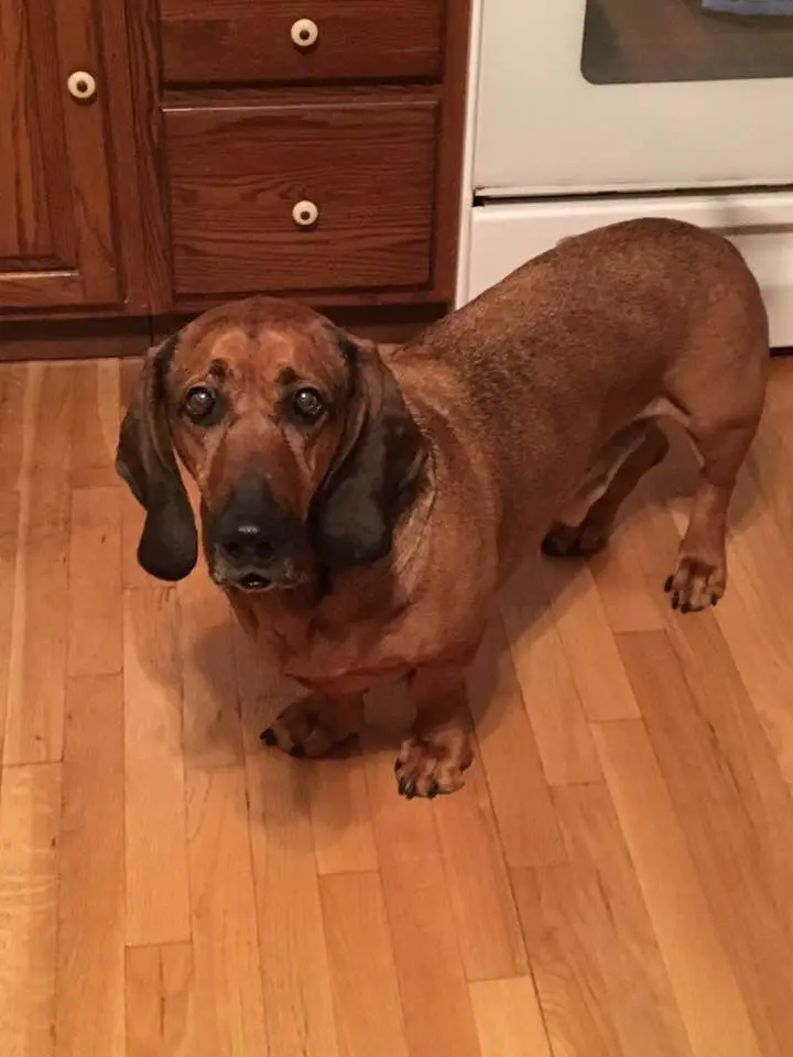 Basset Bloodhound mix standing on the floor with its curious face