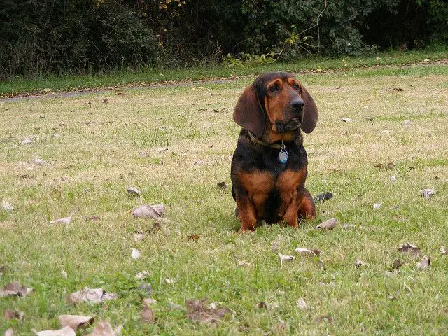 Basset Bloodhound mix sitting on the green grass with its sad face