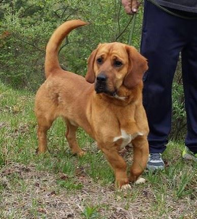 Basset Bloodhound mix walking at the park next to man