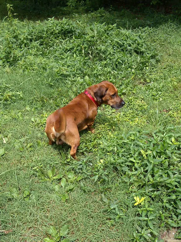 Basset Bloodhound mix walking in the grass