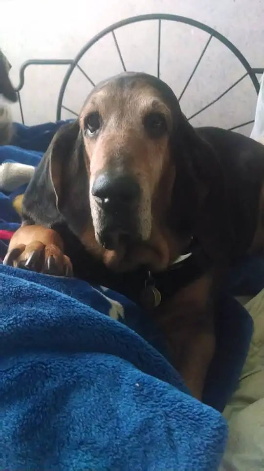 Basset Bloodhound mix lying on the bed with its sad face