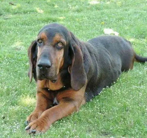 Basset Bloodhound mix lying on the green grass