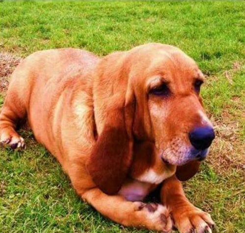 Basset Bloodhound mix lying on the green grass