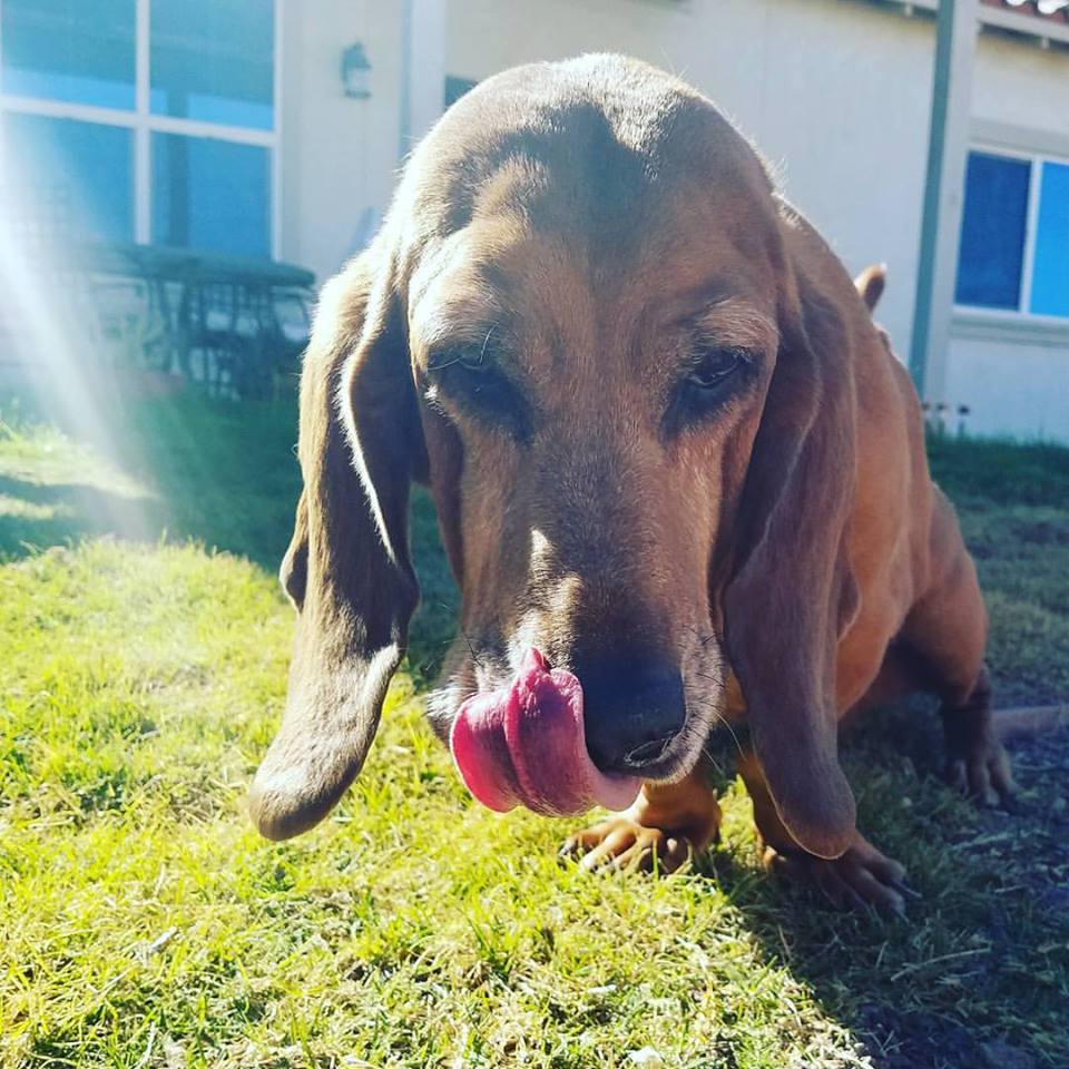 Basset Bloodhound mix standing on the grass while licking its mouth