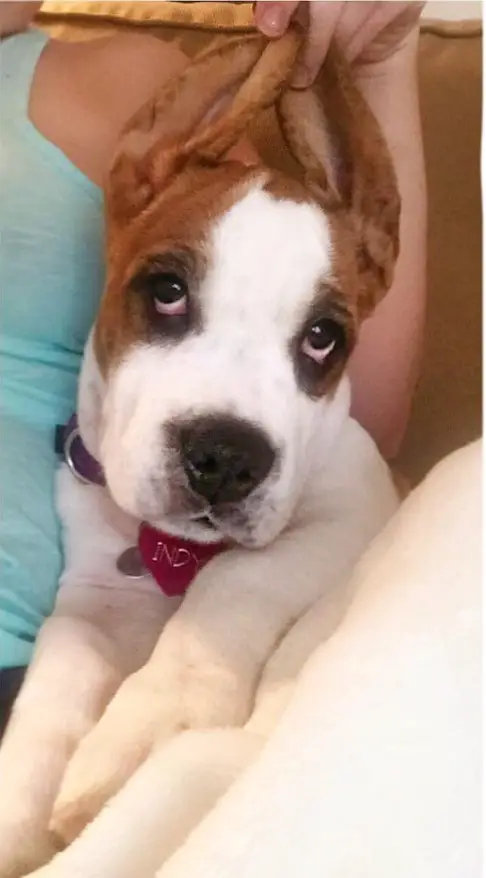 A Bully Basset puppy with its ears held up by a person