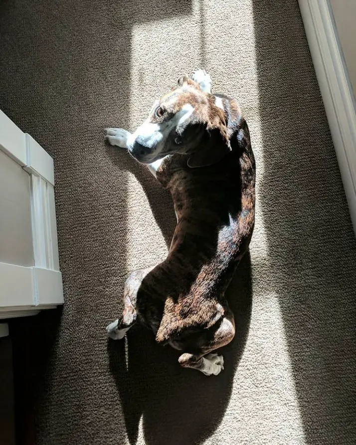 A Bully Basset lying on the floor under the sunlight