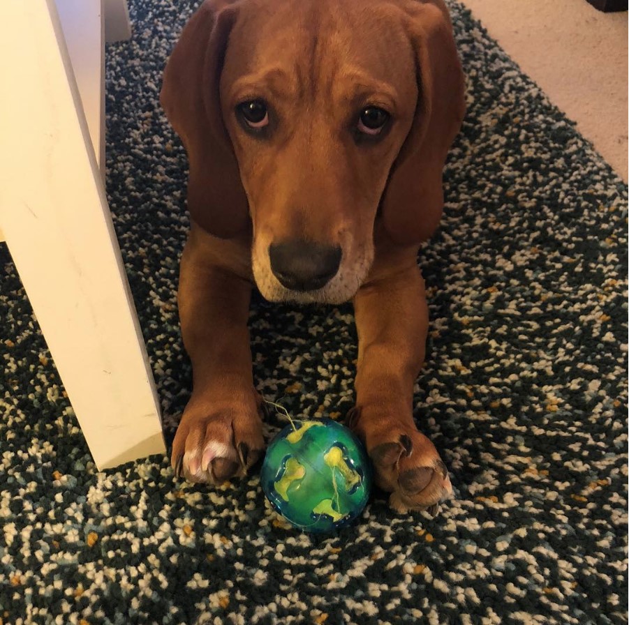 A Bully Basset puppy lying on the carpet with its ball