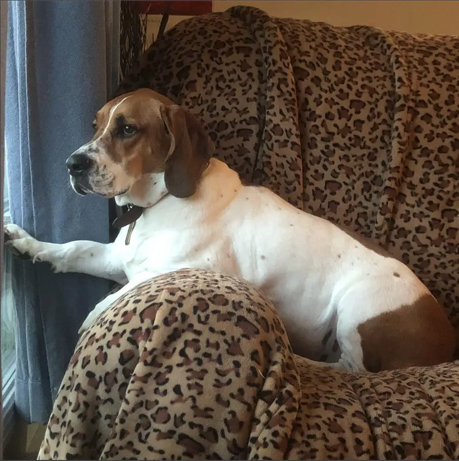 A Bully Basset lying on the couch with its paws against the window