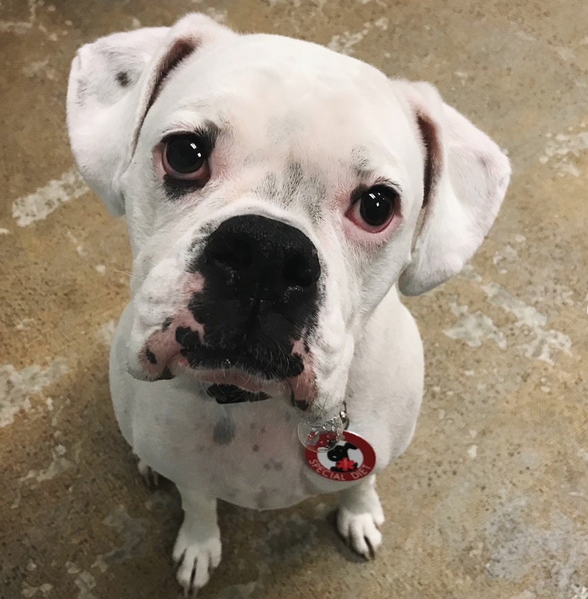 bulldog hound mix