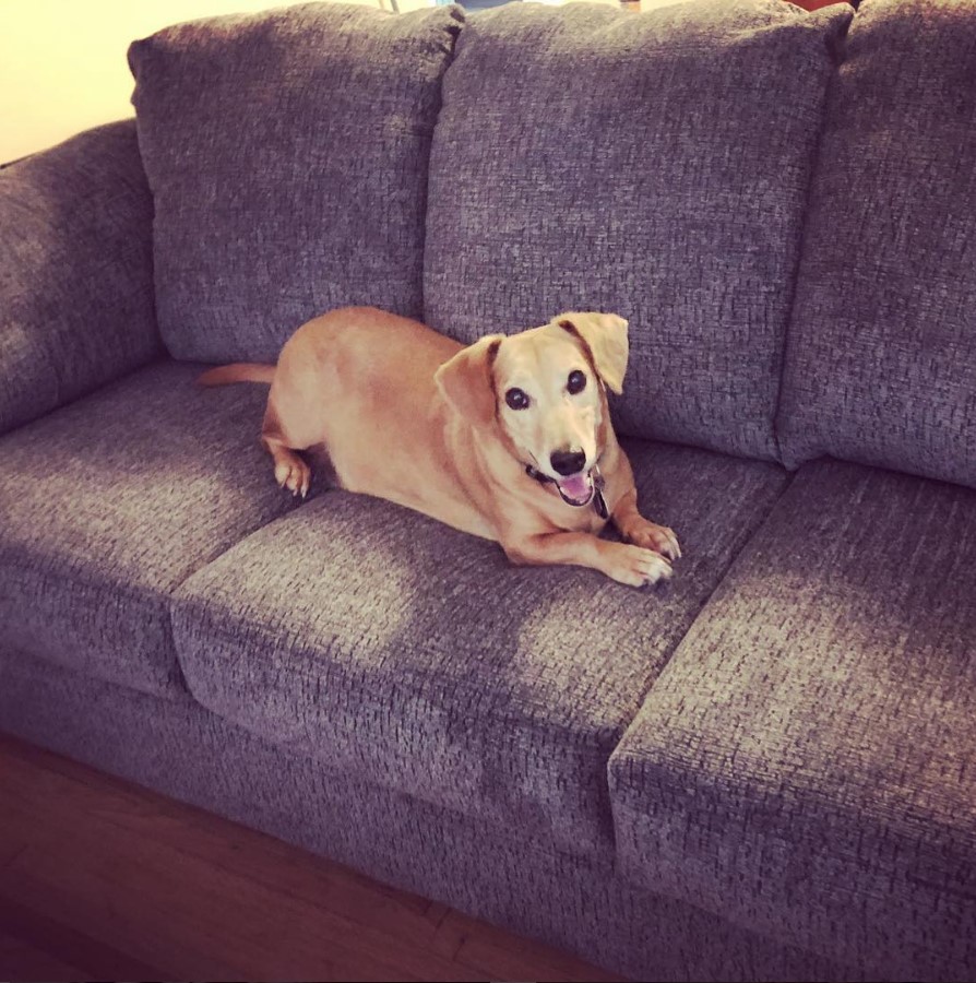 A Basschshund lying on the couch