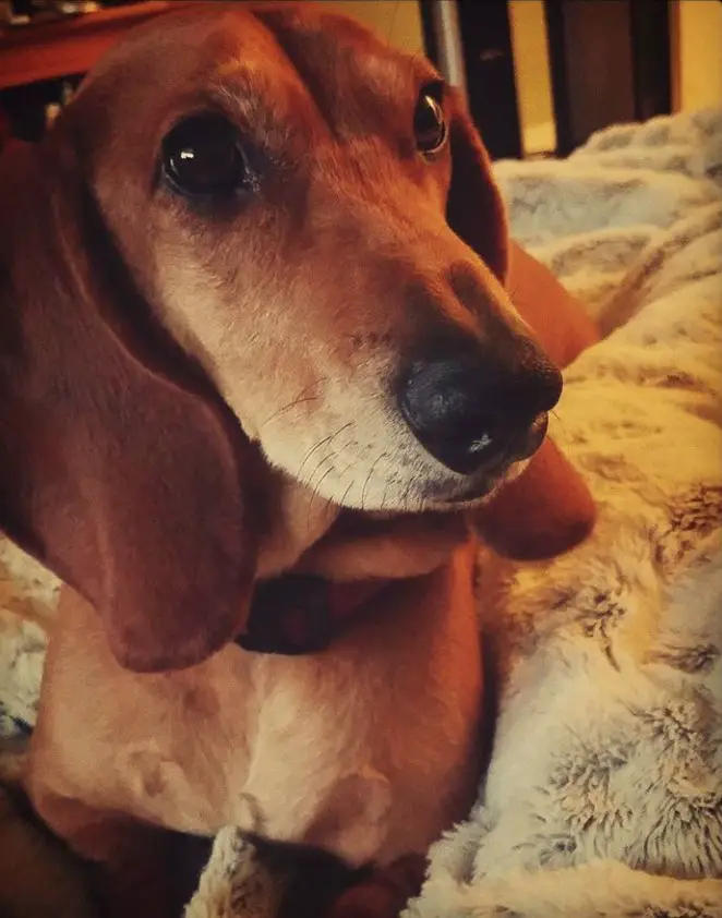A Basschshund lying on the bed with its begging face