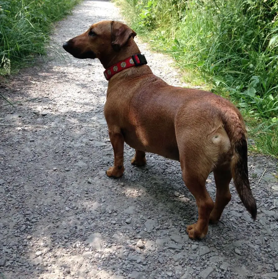 A Basschshund walking in the pathway
