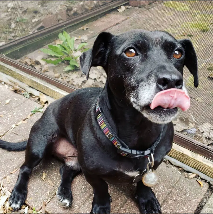 A Basschshund sitting on the pavement while licking its mouth