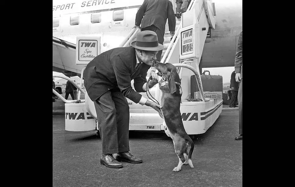 Basset Hound dog standing up towards Bob Hope