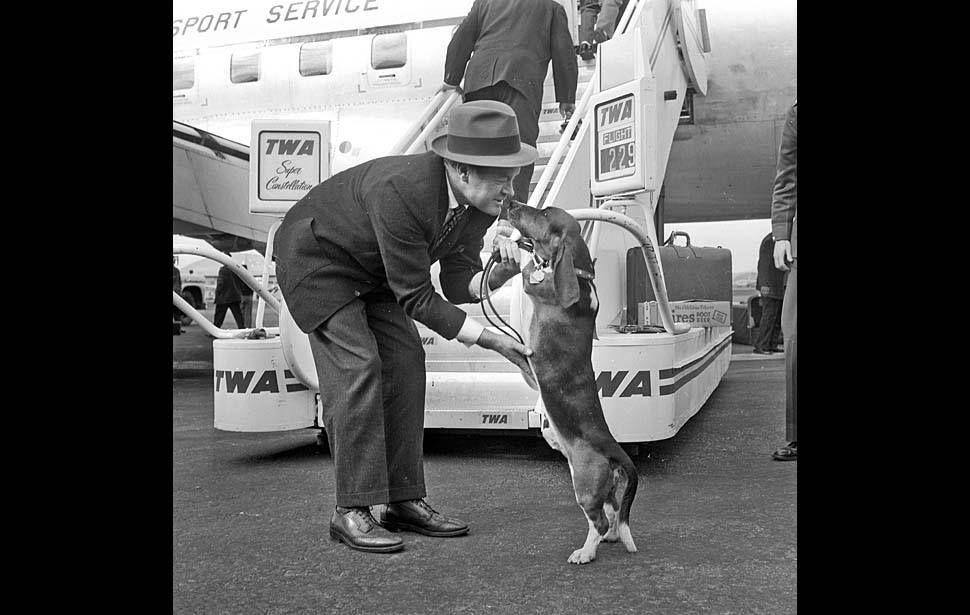 Basset Hound dog standing up towards Bob Hope