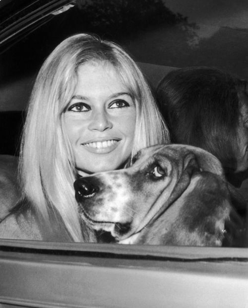 black and white photo of Brigitte Bardot with her Basset Hound dog inside the car