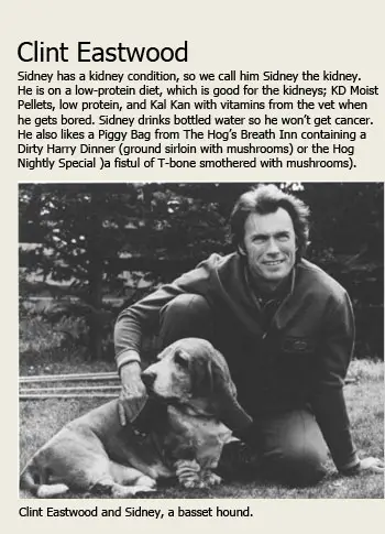 Clint Eastwood sitting on the grass with its Basset Hound