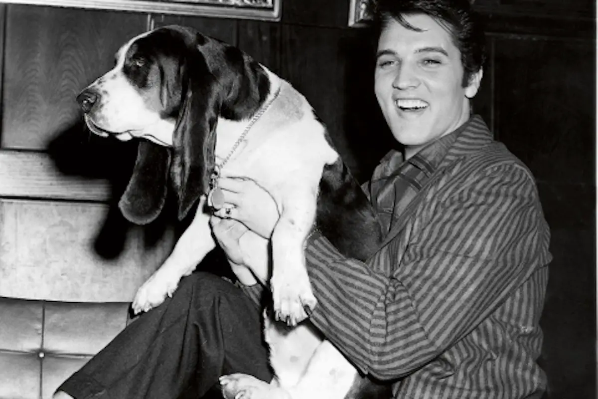 black and white photo of Elvis Presley holding its Basset Hound
