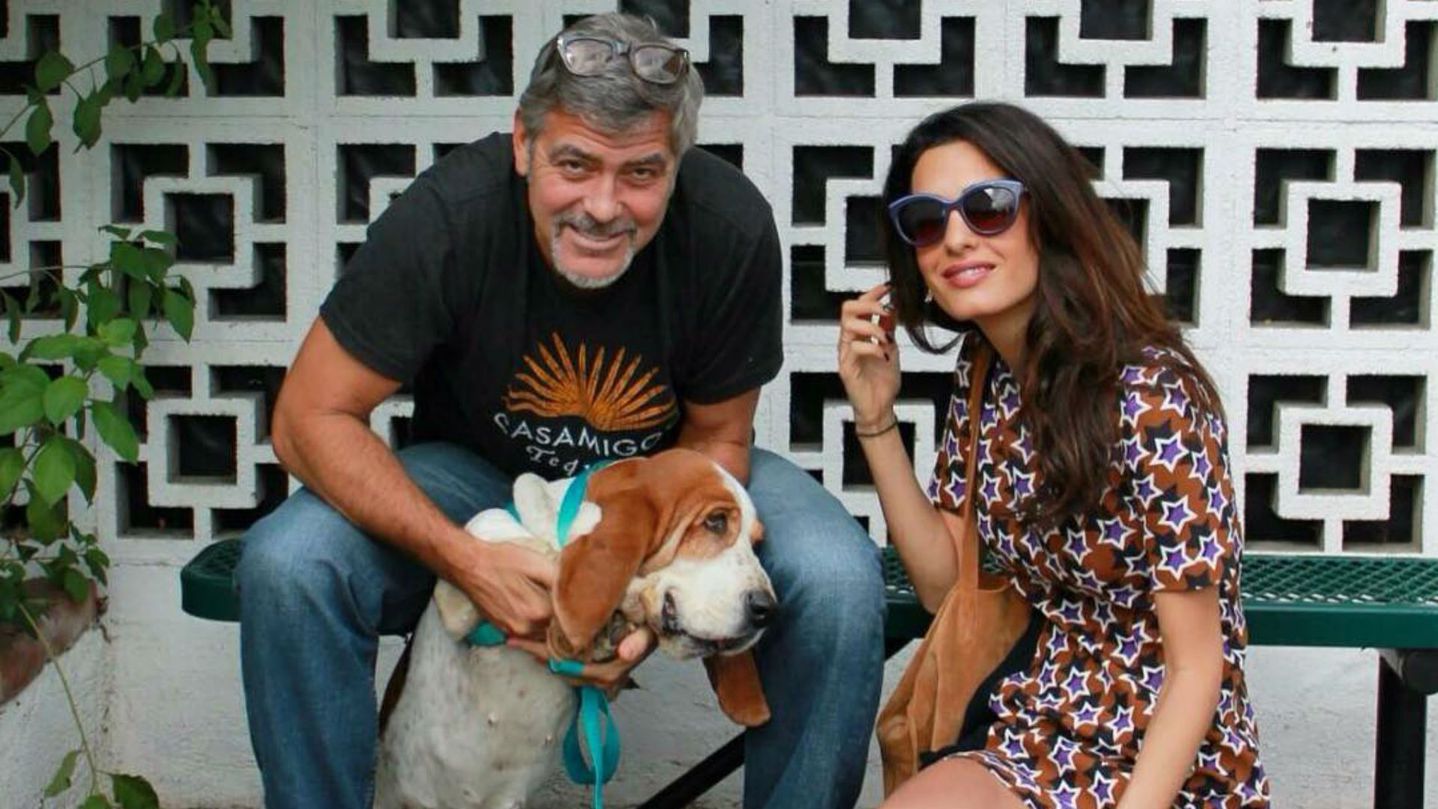 George Clooney with its Basset Hound dog