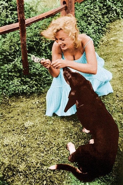 Marilyn Monroe giving food to its Basset Hound in the backyard