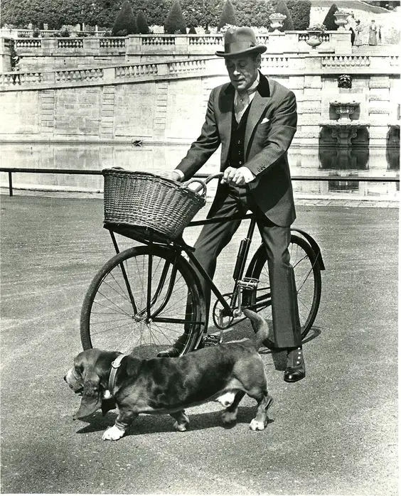 Rex Harrison biking with its Basset Hound