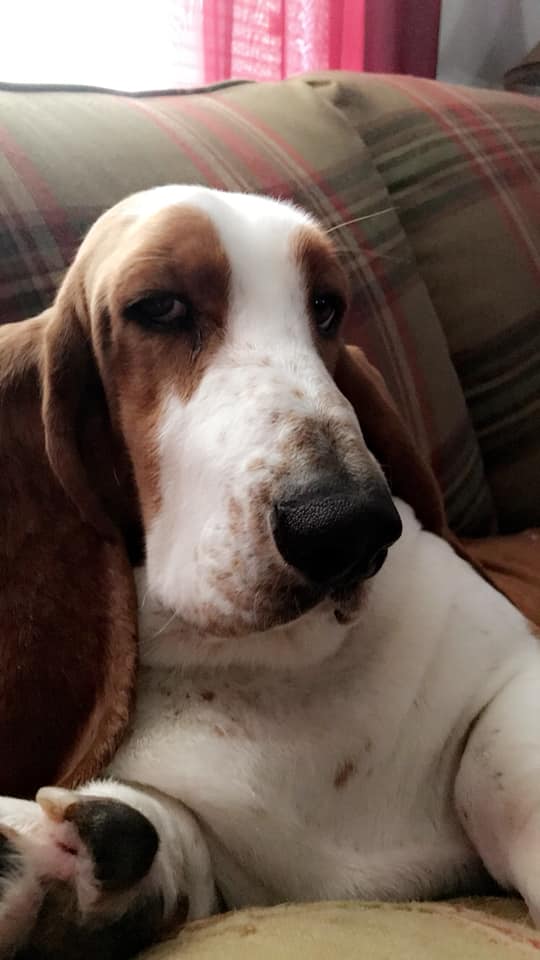 Basset Hound on the couch