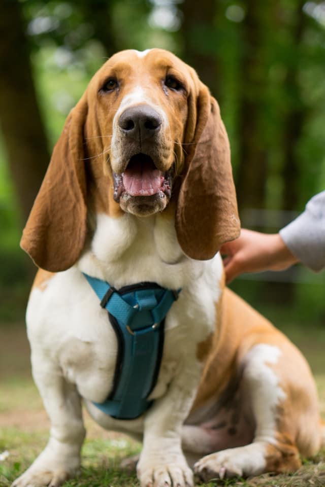 Basset Hound sitting on the green grass