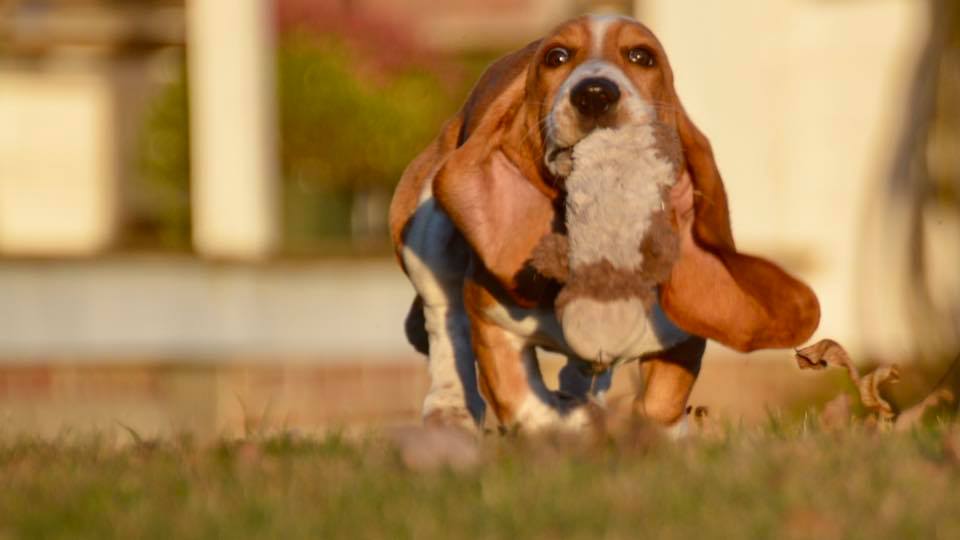 Basset Hound running outdoors carrying its stuffed toy