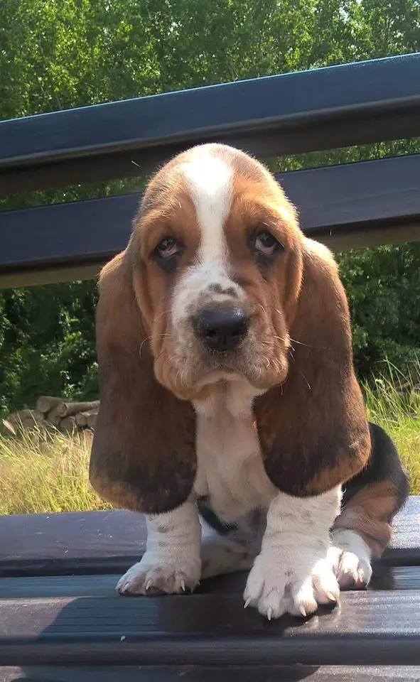 Basset Hound puppy sitting on the bench outdoors