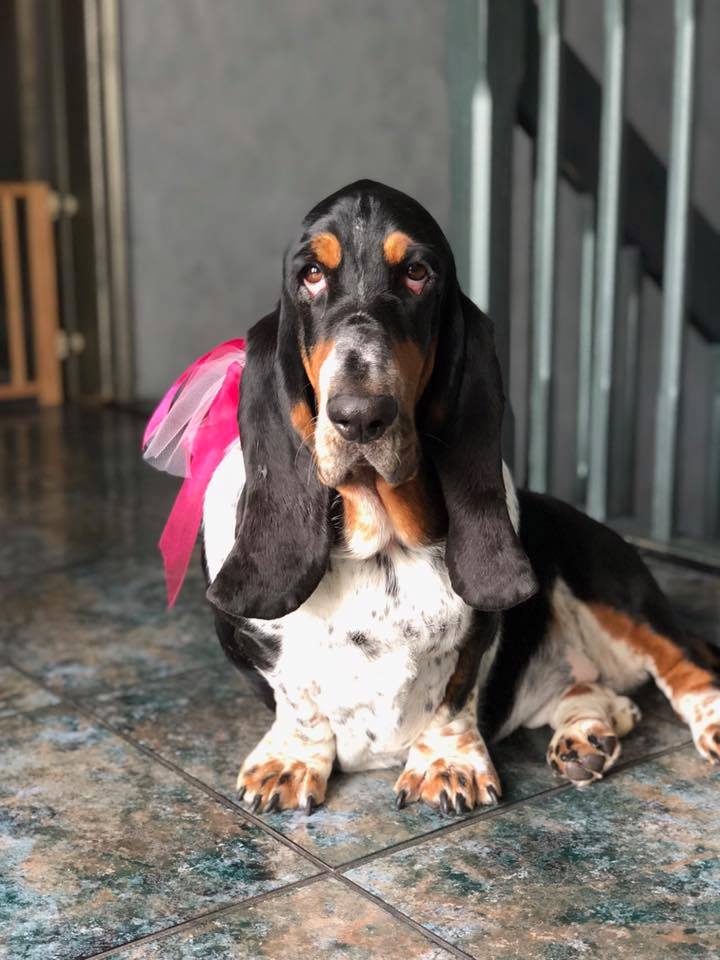 Basset Hound sitting on the floor