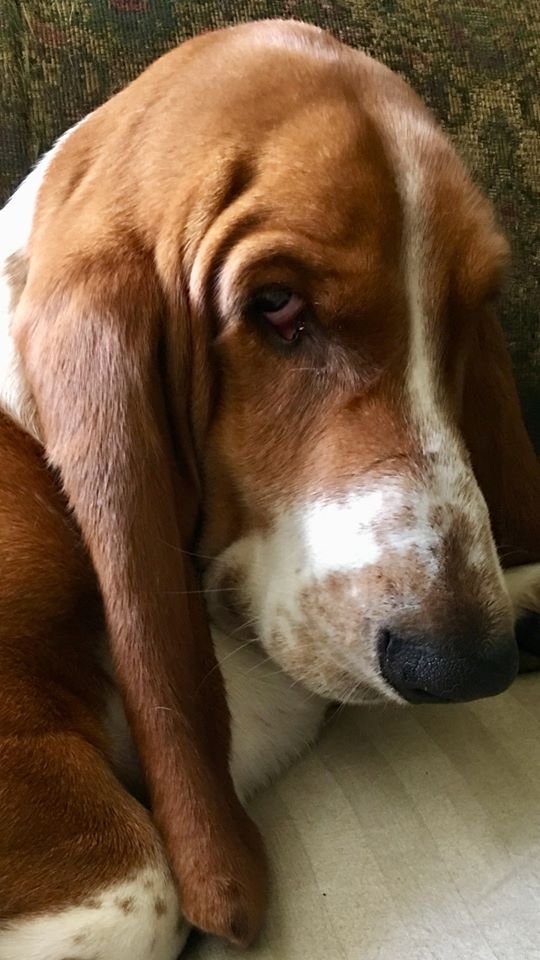 Top 100 Basset Hound Dog Names The Paws