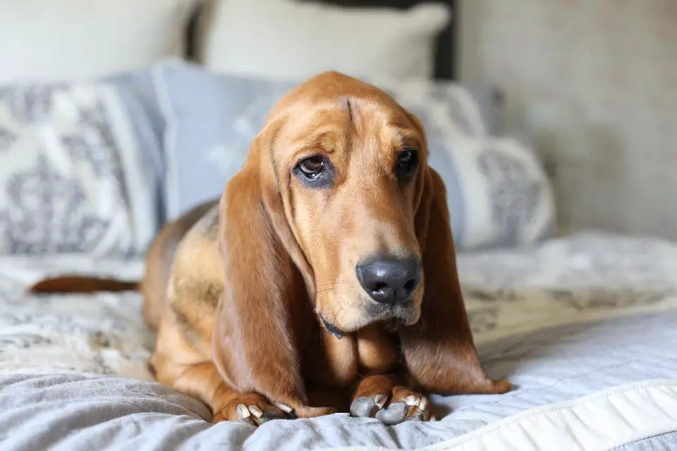 Basset Hound lying on top of the bed