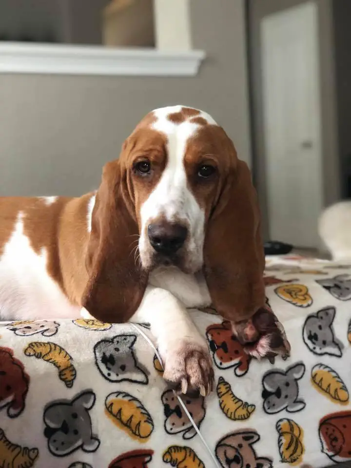 Basset Hound lying on the bed