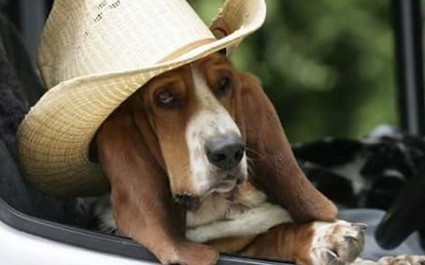 basset hound cowboy hat