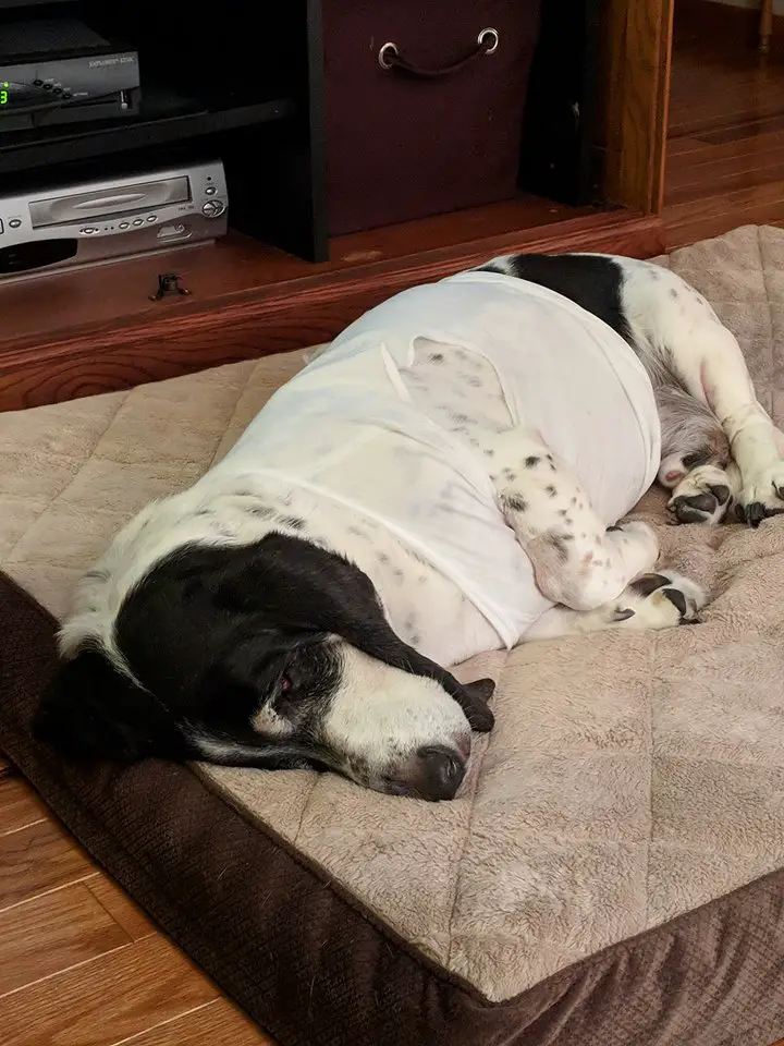 A Basset Hound wearing a sleeveless shirt while sleeping on its bed on the floor