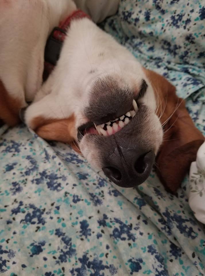 A Basset Hound lying on its back while sleeping