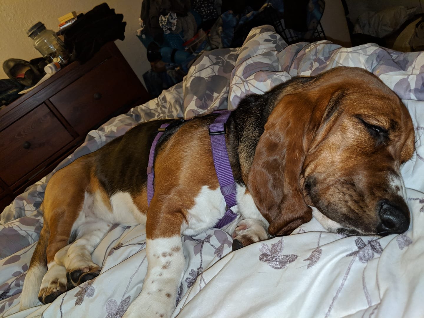 A Basset Hound lying on the bed