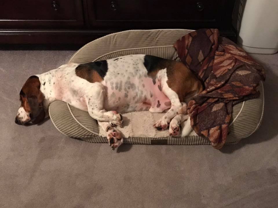 A Basset Hound sleeping on its bed with its head on the floor