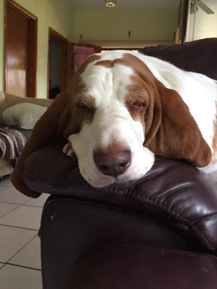 A Basset Hound lying on top of the arms of the chair