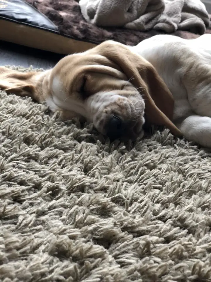A Basset Hound sleeping on the carpet