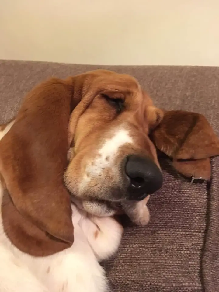 A Basset Hound sleeping on the chair
