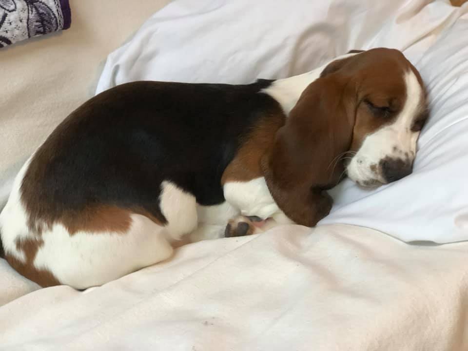 A Basset Hound puppy sleeping on the bed