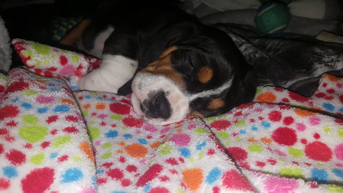 A Basset Hound puppy sleeping soundly on its bed