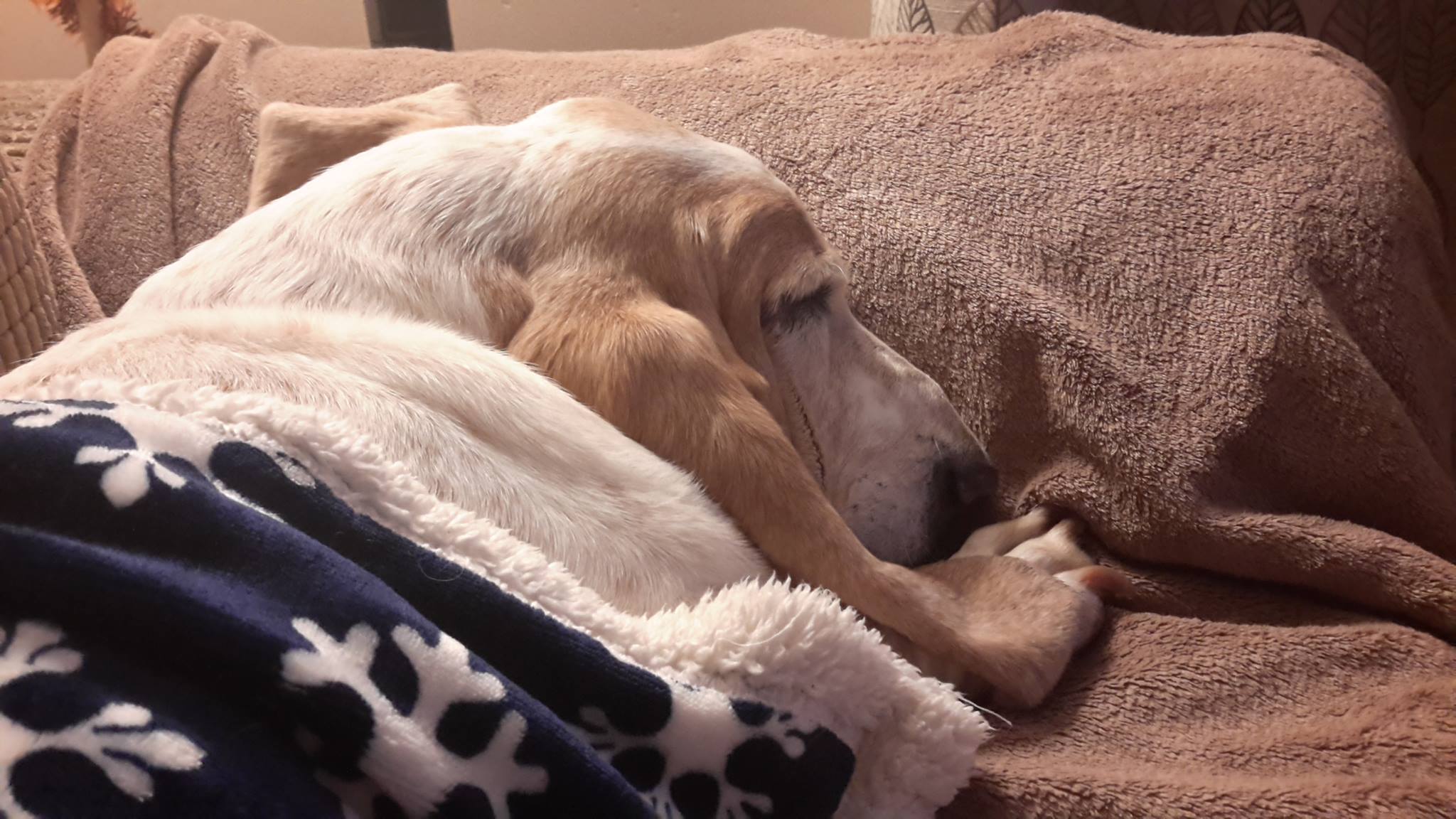 A Basset Hound sleeping on the couch with its body under the blanket