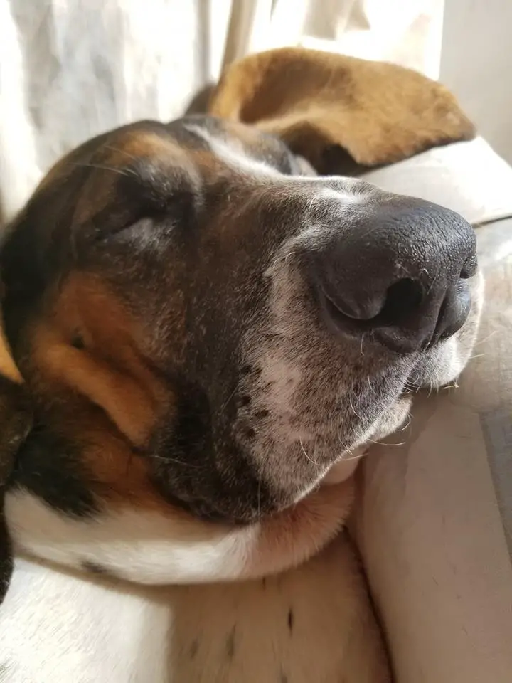 A Basset Hound sleeping on the couch